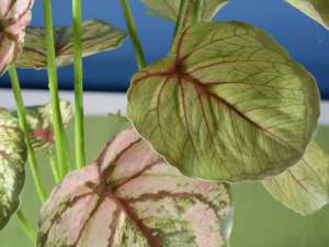 wholesale caladium plants artificial roots
