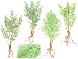 artificial fern wholesaler