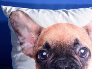 grossistes oreillers design chien