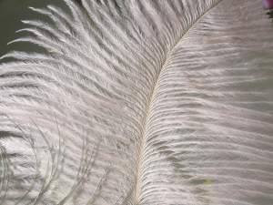 Wholesale decorative artificial feathers