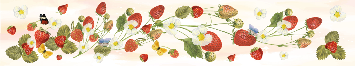 Fragole